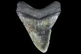 Bargain, Megalodon Tooth - North Carolina #76303-2